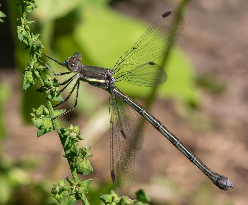 Photo of Great Spreadwing