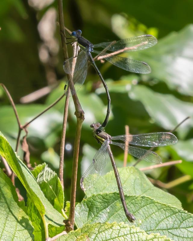 Photo of Great Spreadwing