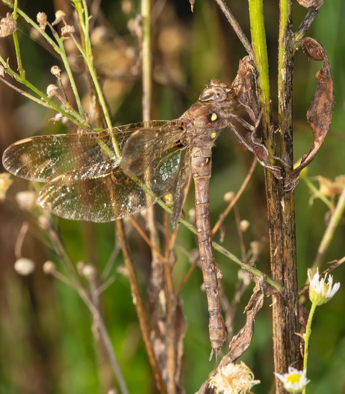 Photo of Fawn Darner