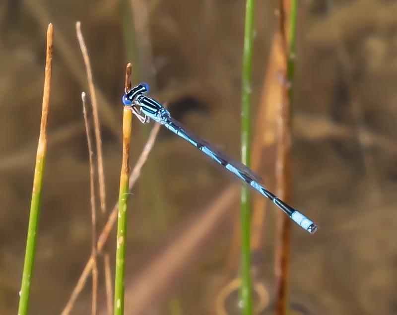 Photo of Double-striped Bluet