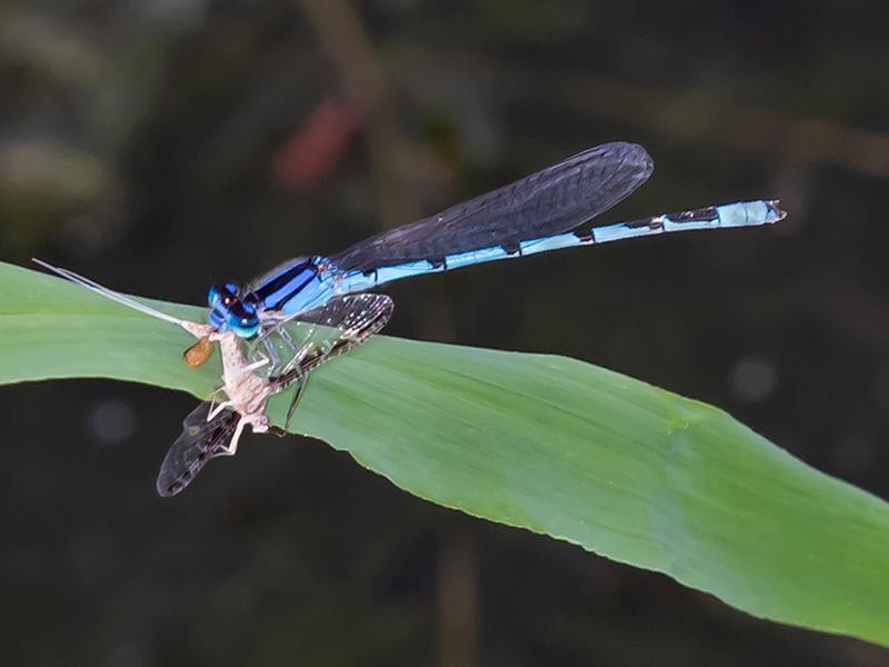 Photo of Familiar Bluet