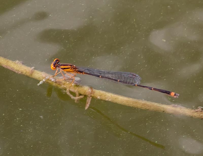 Photo of Orange Bluet