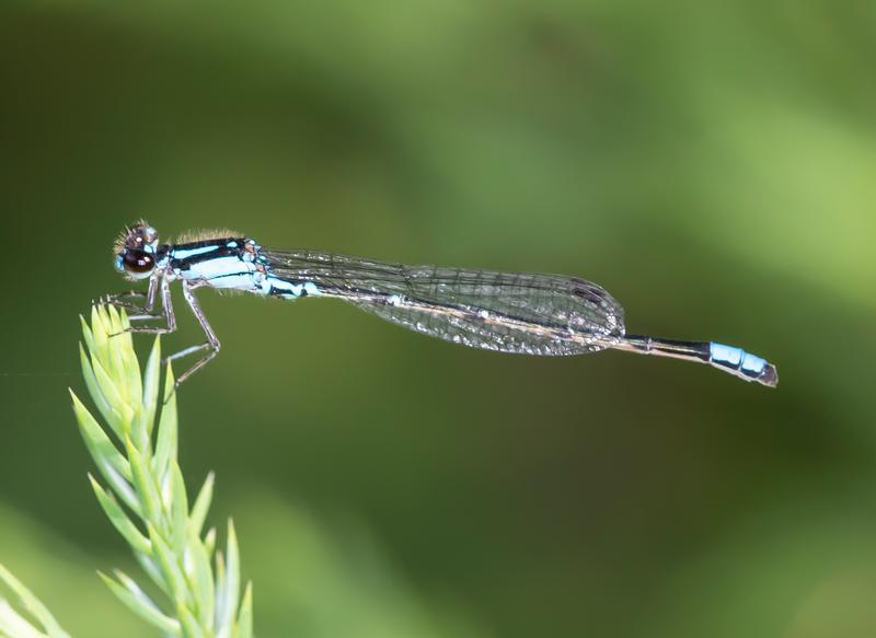 Photo of Skimming Bluet