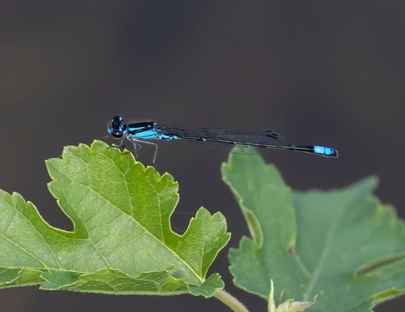 Photo of Skimming Bluet