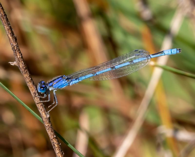 Photo of Familiar Bluet