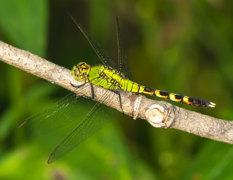 Photo of Eastern Pondhawk