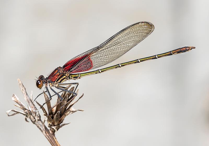 Photo of American Rubyspot