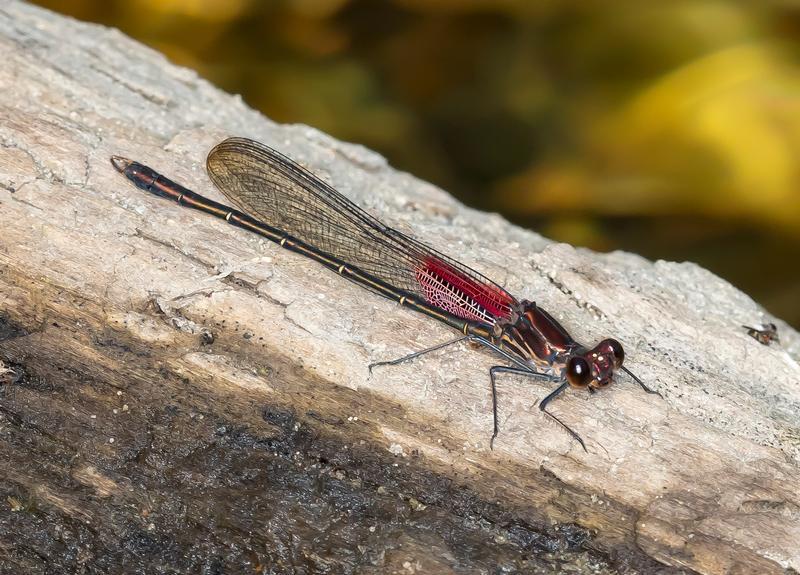 Photo of American Rubyspot