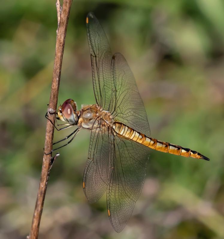 Photo of Wandering Glider