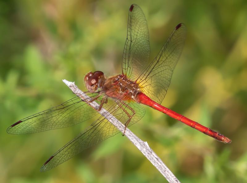 Photo of Autumn Meadowhawk