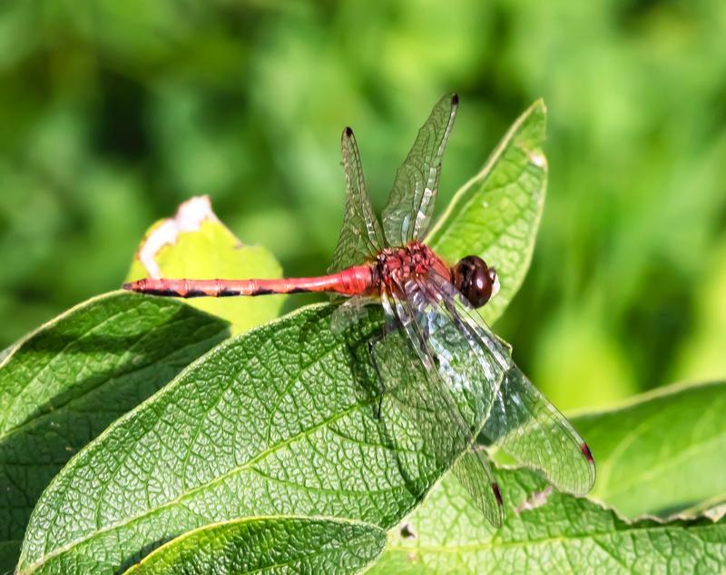 Photo of White-faced Meadowhawk