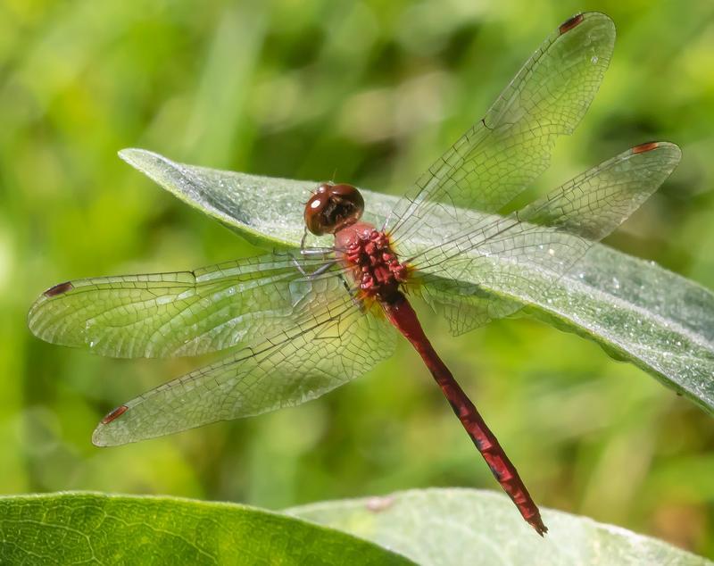 Photo of Ruby Meadowhawk