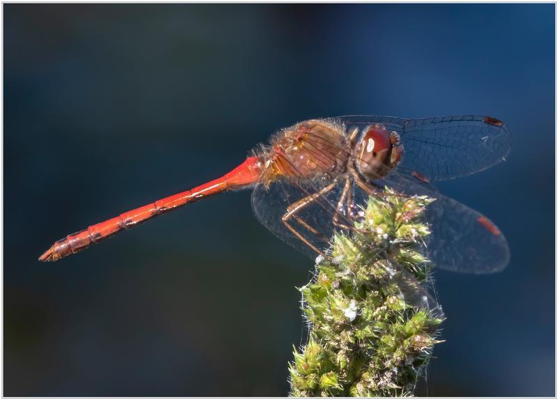 Photo of Autumn Meadowhawk