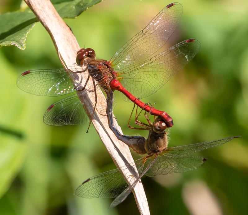 Photo of Autumn Meadowhawk