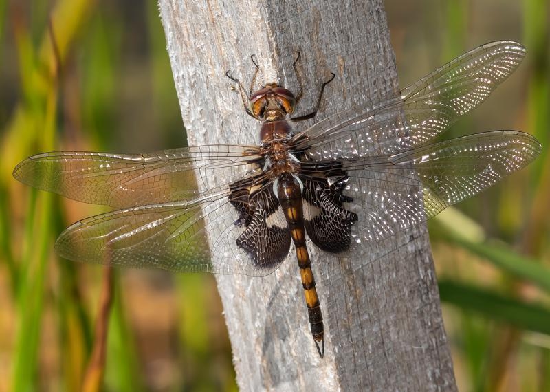 Photo of Black Saddlebags