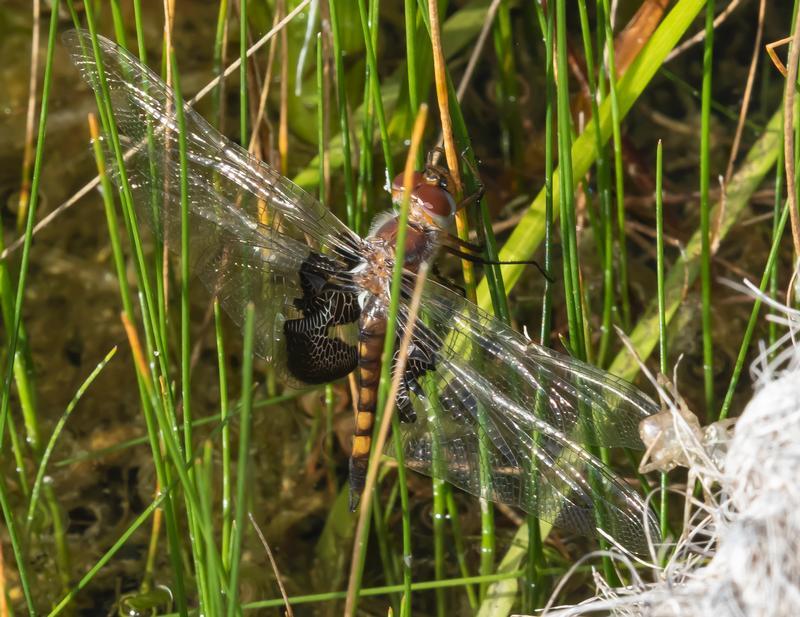 Photo of Black Saddlebags