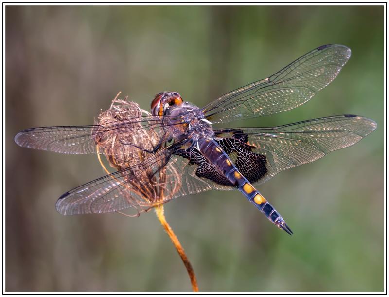 Photo of Black Saddlebags