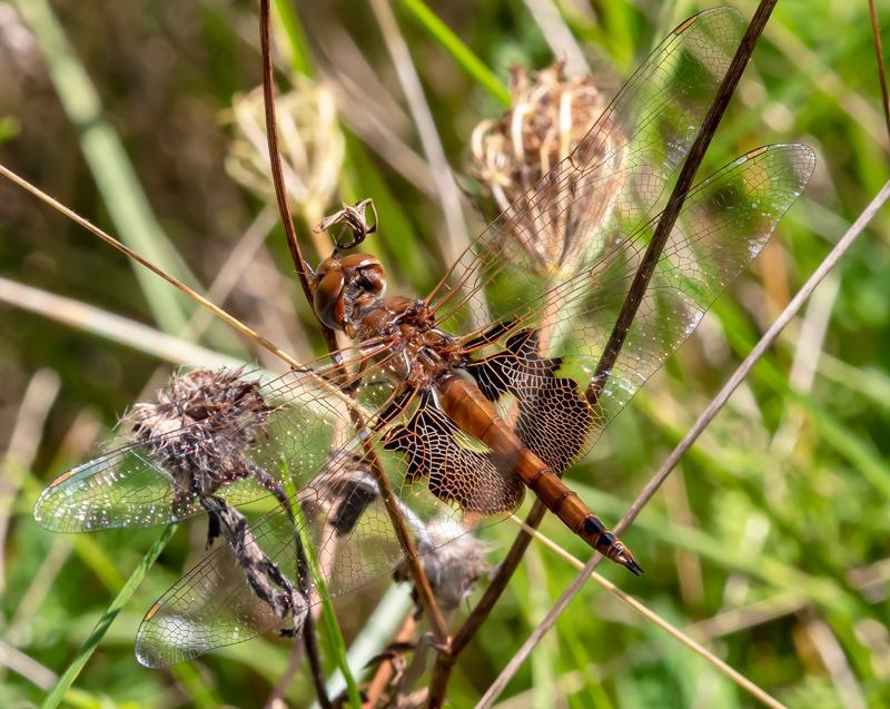 Photo of Red Saddlebags