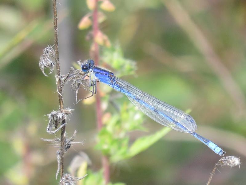 Photo of Familiar Bluet