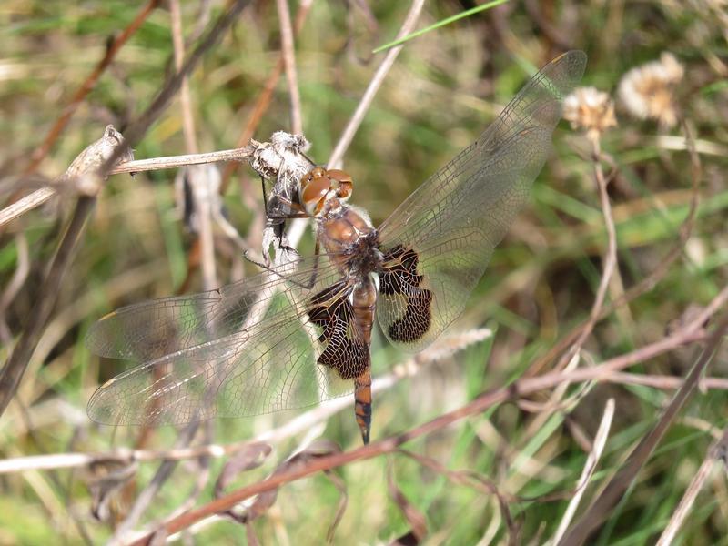 Photo of Red Saddlebags