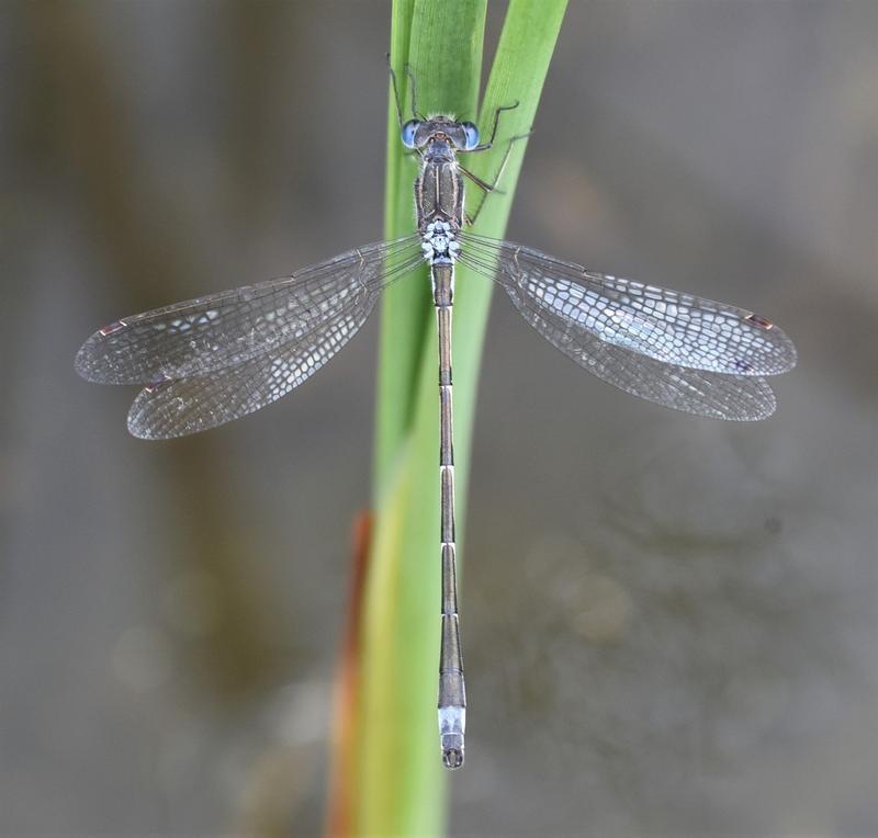 Photo of Southern Spreadwing