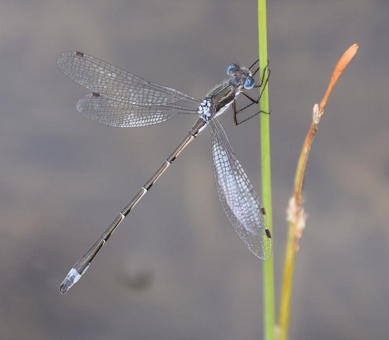 Photo of Southern Spreadwing