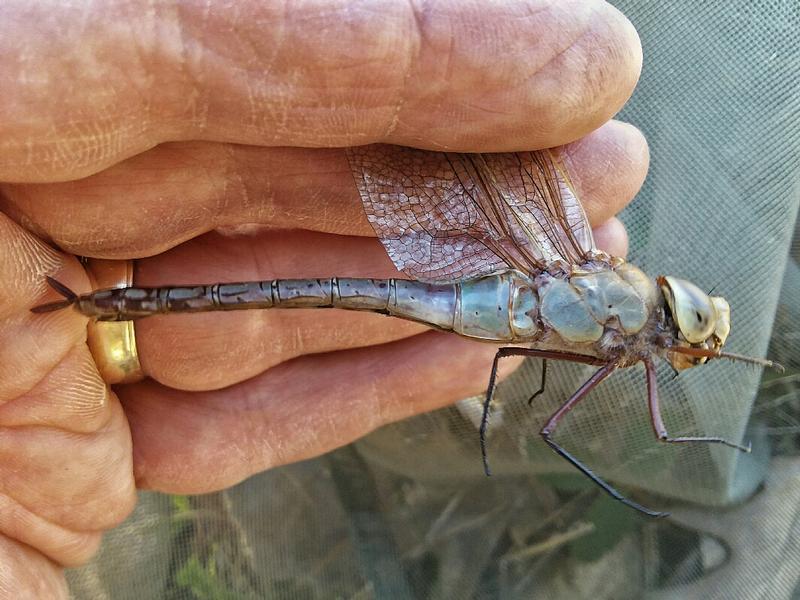 Photo of Common Green Darner