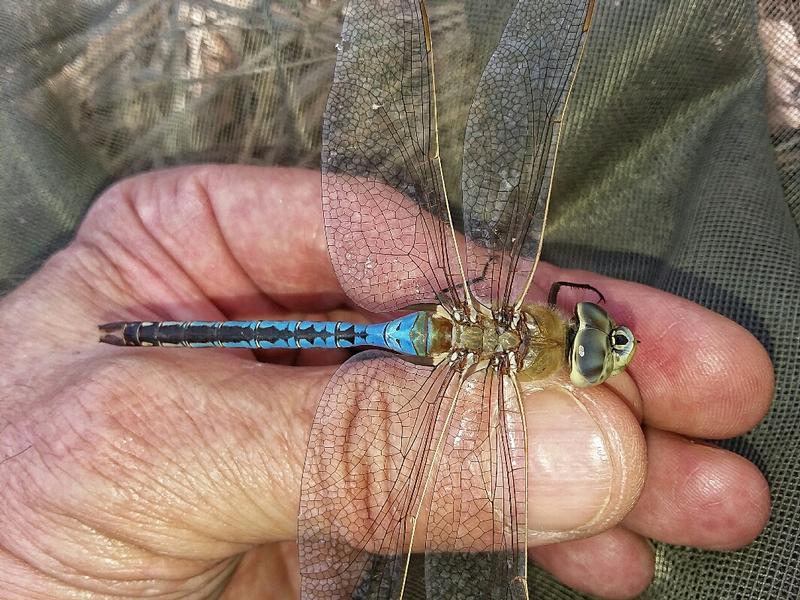 Photo of Common Green Darner