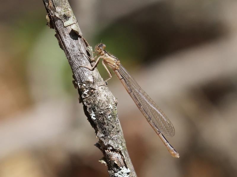 Photo of Boreal Bluet