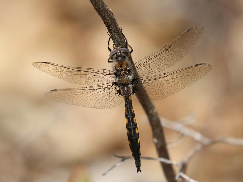 Photo of Beaverpond Baskettail