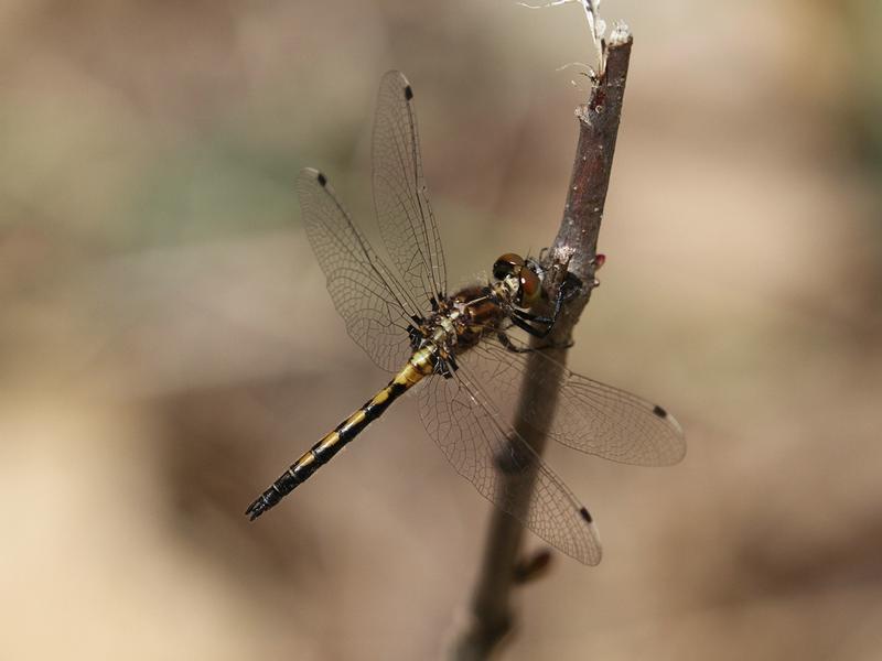 Photo of Hudsonian Whiteface