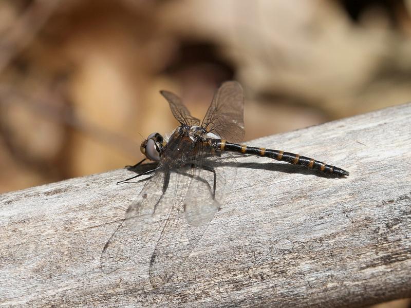 Photo of Ringed Boghaunter