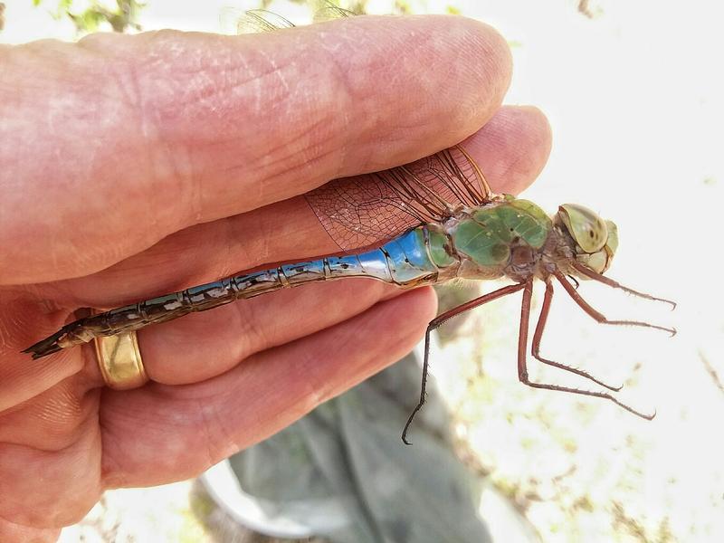 Photo of Common Green Darner