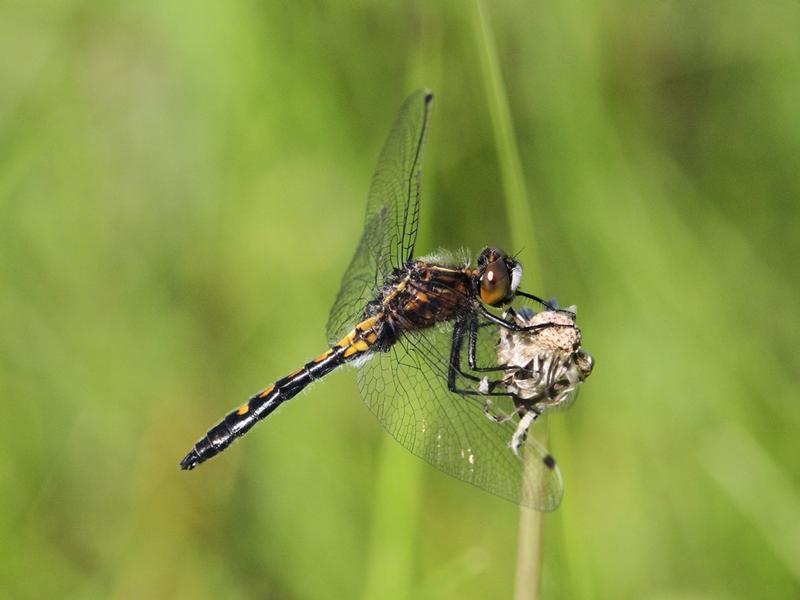 Photo of Dot-tailed Whiteface
