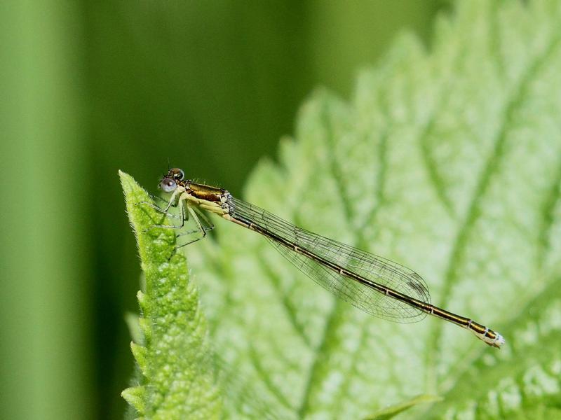 Photo of Sedge Sprite