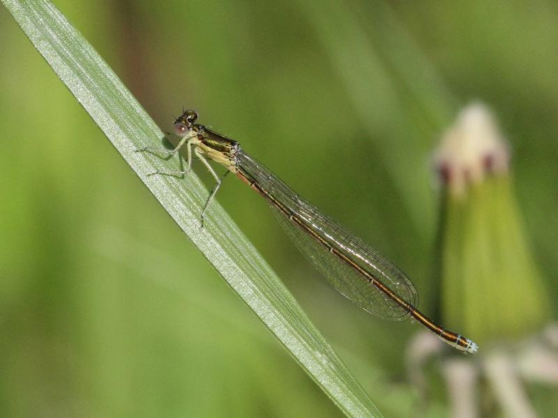 Photo of Sedge Sprite