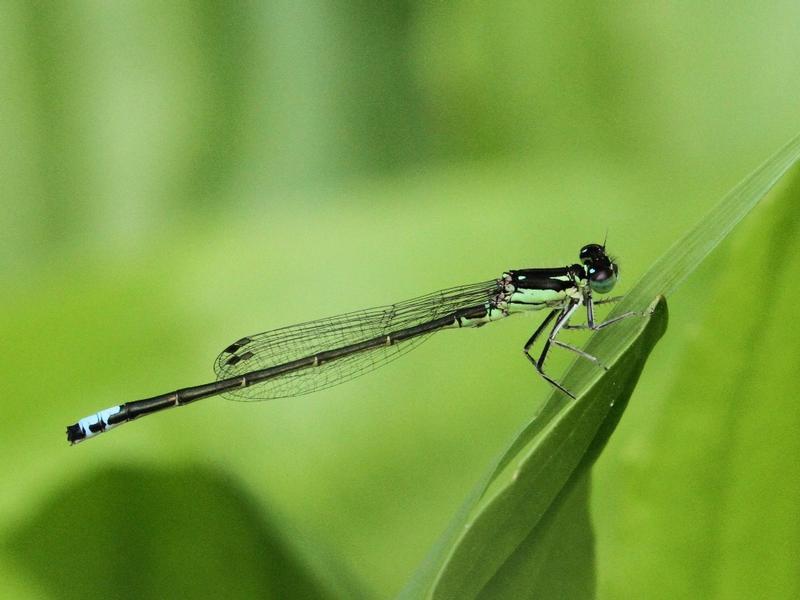 Photo of Eastern Forktail