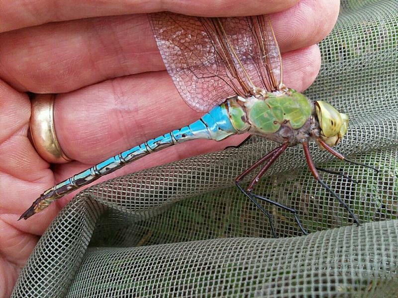 Photo of Common Green Darner