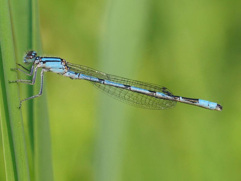 Photo of Marsh Bluet