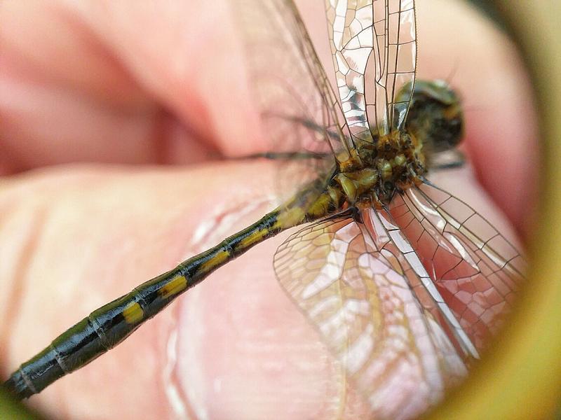 Photo of Dot-tailed Whiteface