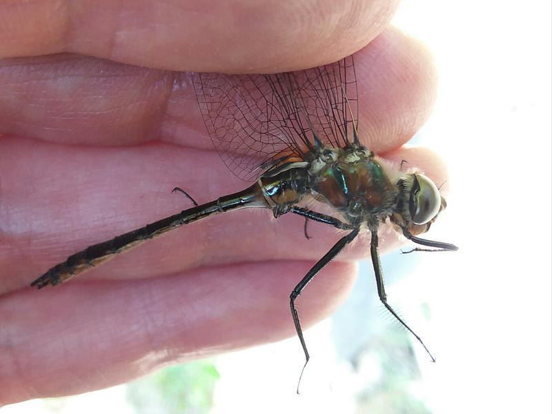 Photo of American Emerald