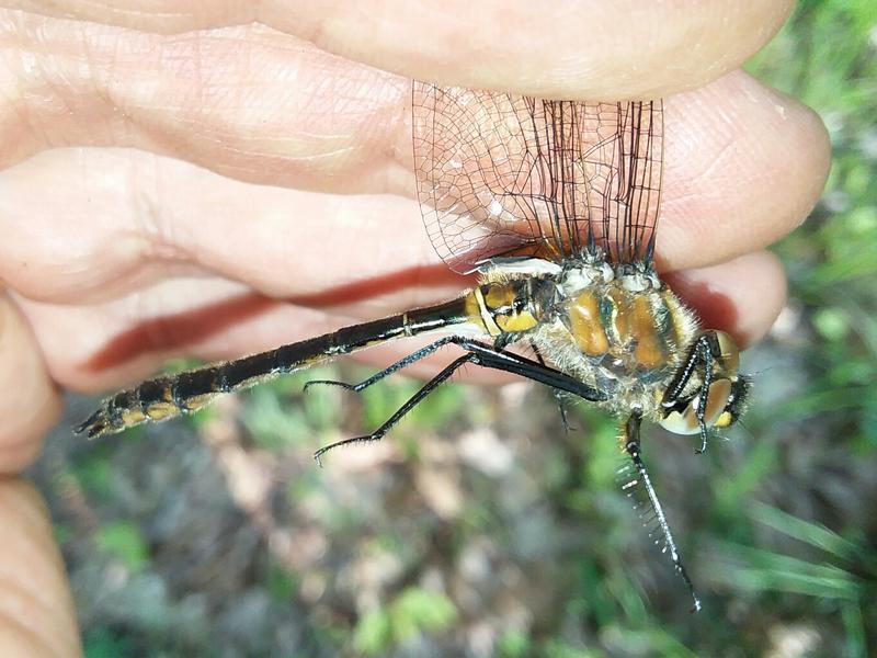 Photo of American Emerald