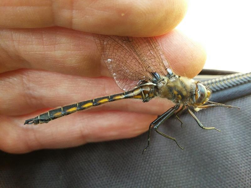 Photo of Beaverpond Baskettail