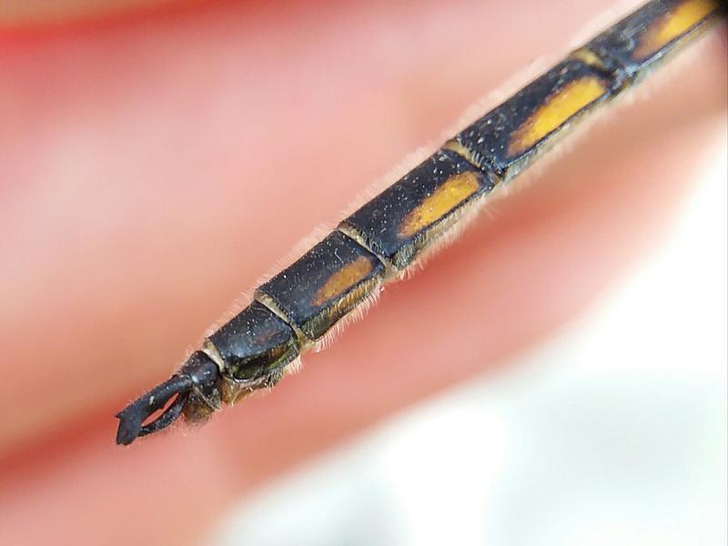 Photo of Beaverpond Baskettail