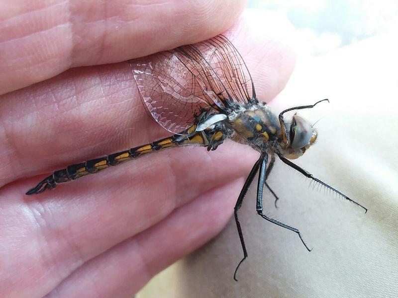Photo of Spiny Baskettail