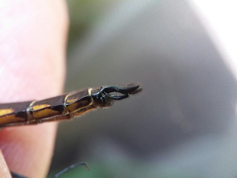 Photo of Spiny Baskettail