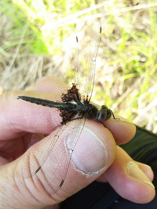 Photo of Common Baskettail