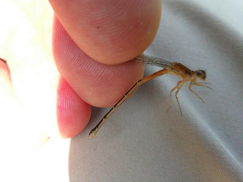 Photo of Eastern Forktail