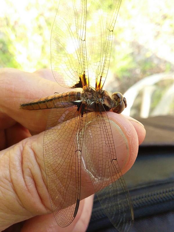 Photo of Chalk-fronted Corporal