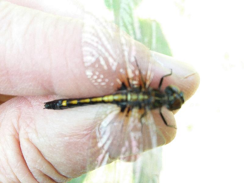 Photo of Dot-tailed Whiteface
